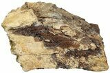 Fossil Dinosaur Bone Section - Wyoming #233821-1